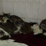 hotel gatos